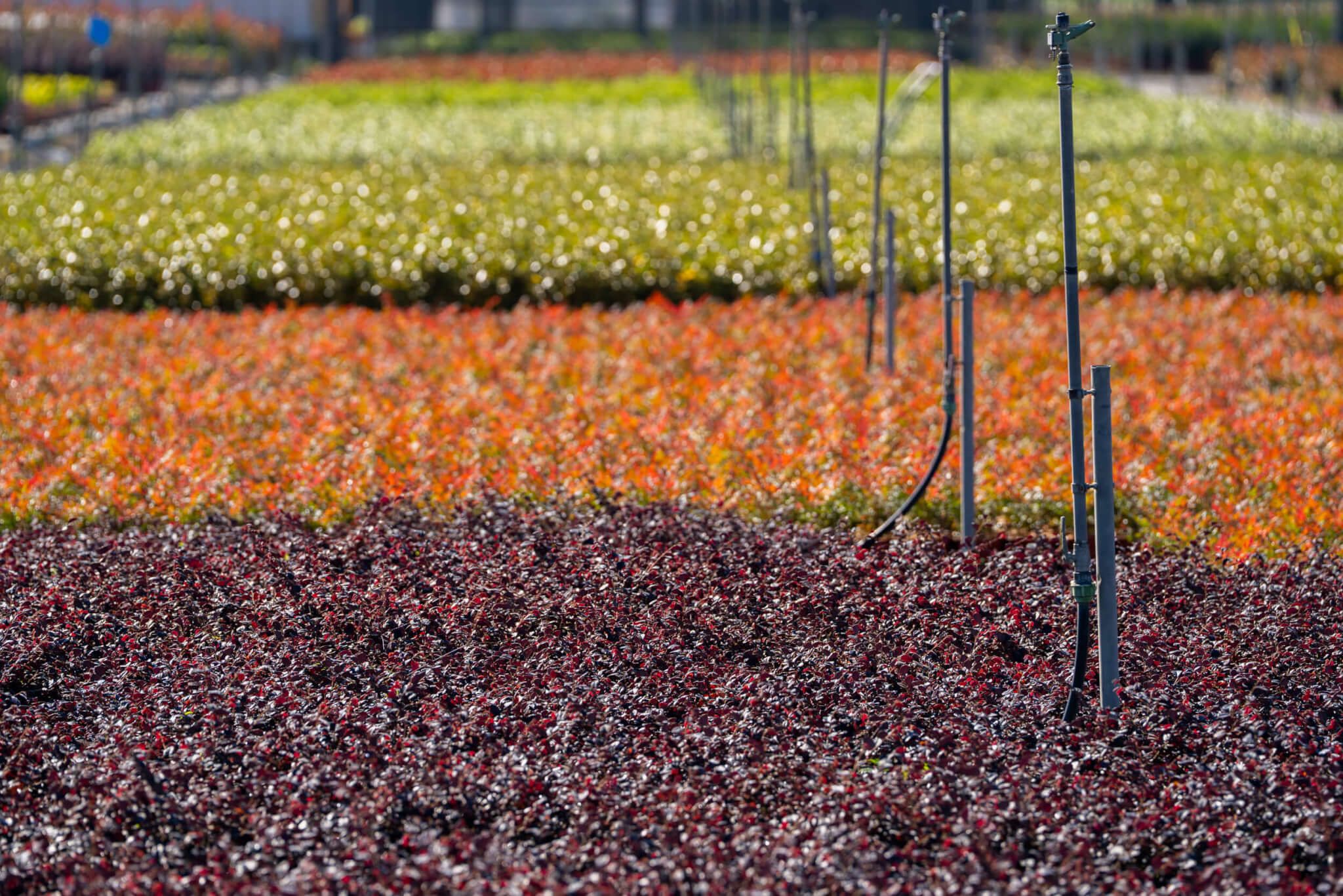 filiera di produzione