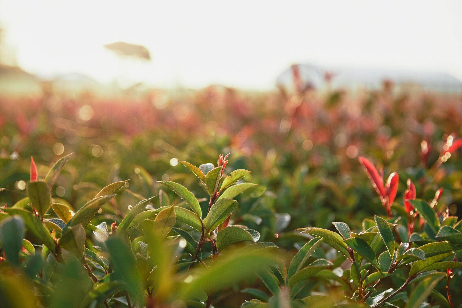 sostenibilità e politica aziendale