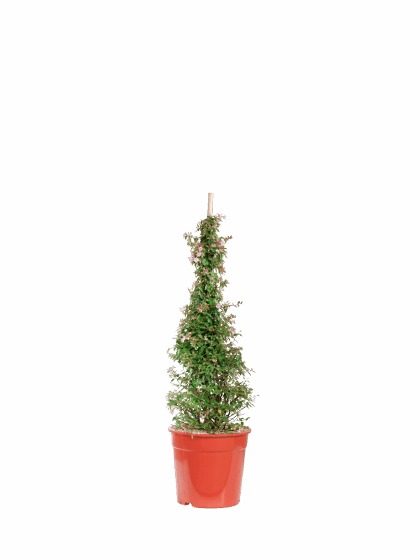 Abelia grandiflora piramide