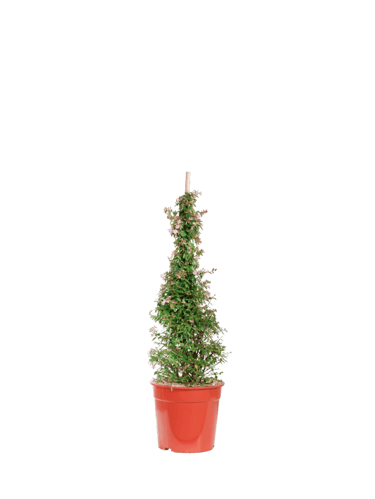 ABELIA X GRANDIFLORA