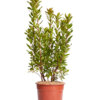 ARBUTUS UNEDO
