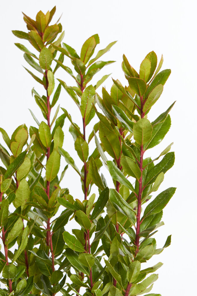 ARBUTUS UNEDO