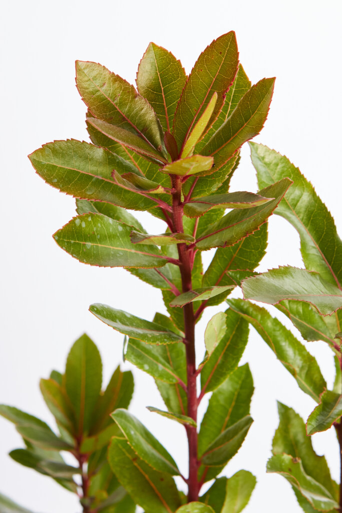 ARBUTUS UNEDO
