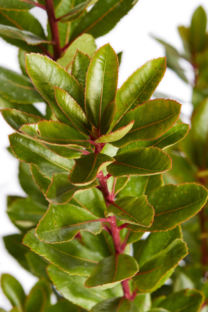 ARBUTUS UNEDO
