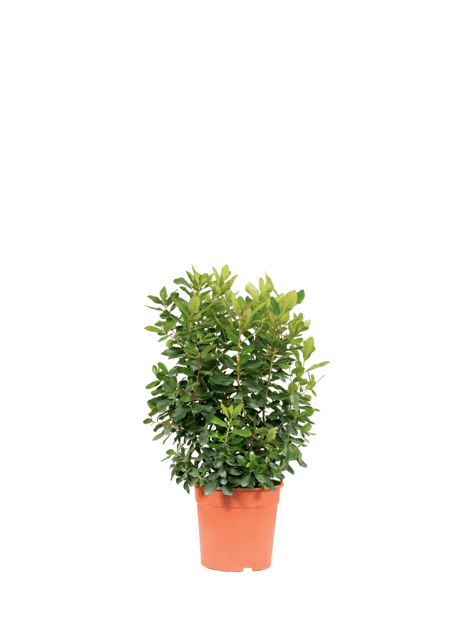 ARBUTUS UNEDO