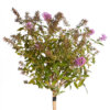 Buddleja davidii rosa