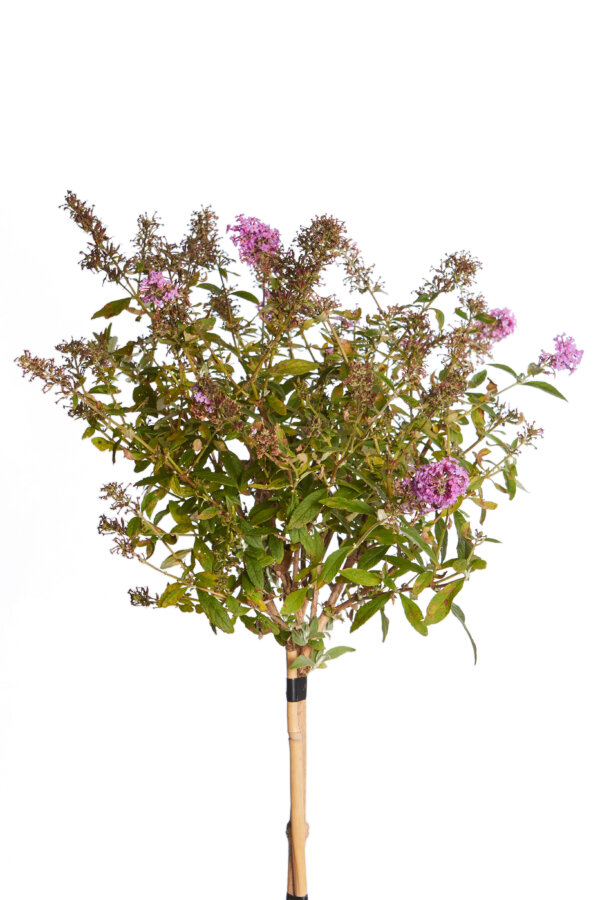 Buddleja davidii rosa