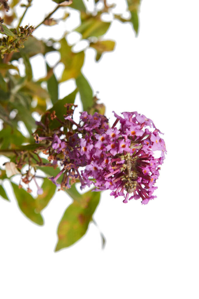 BUDDLEJA DAVIDII “BUTTERFLY CANDY LITTLE” PINK