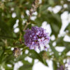 Buddeja davidii