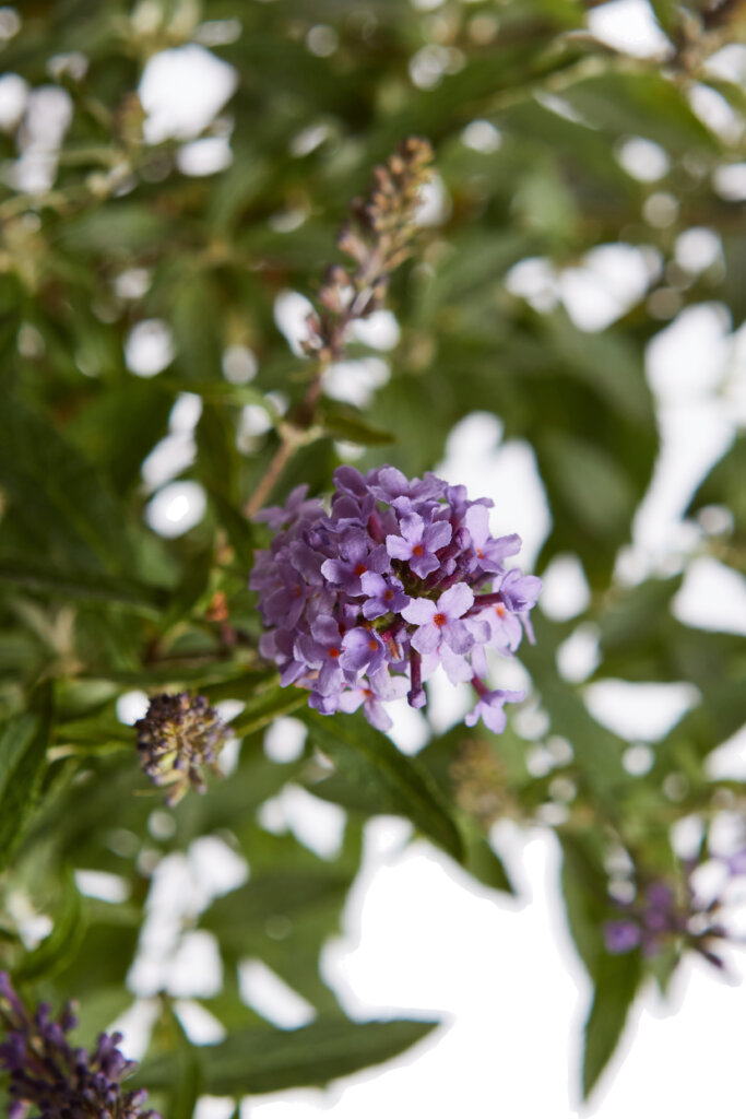 BUDDLEJA DAVIDII “BUTTERFLY CANDY LITTLE” PURPLE