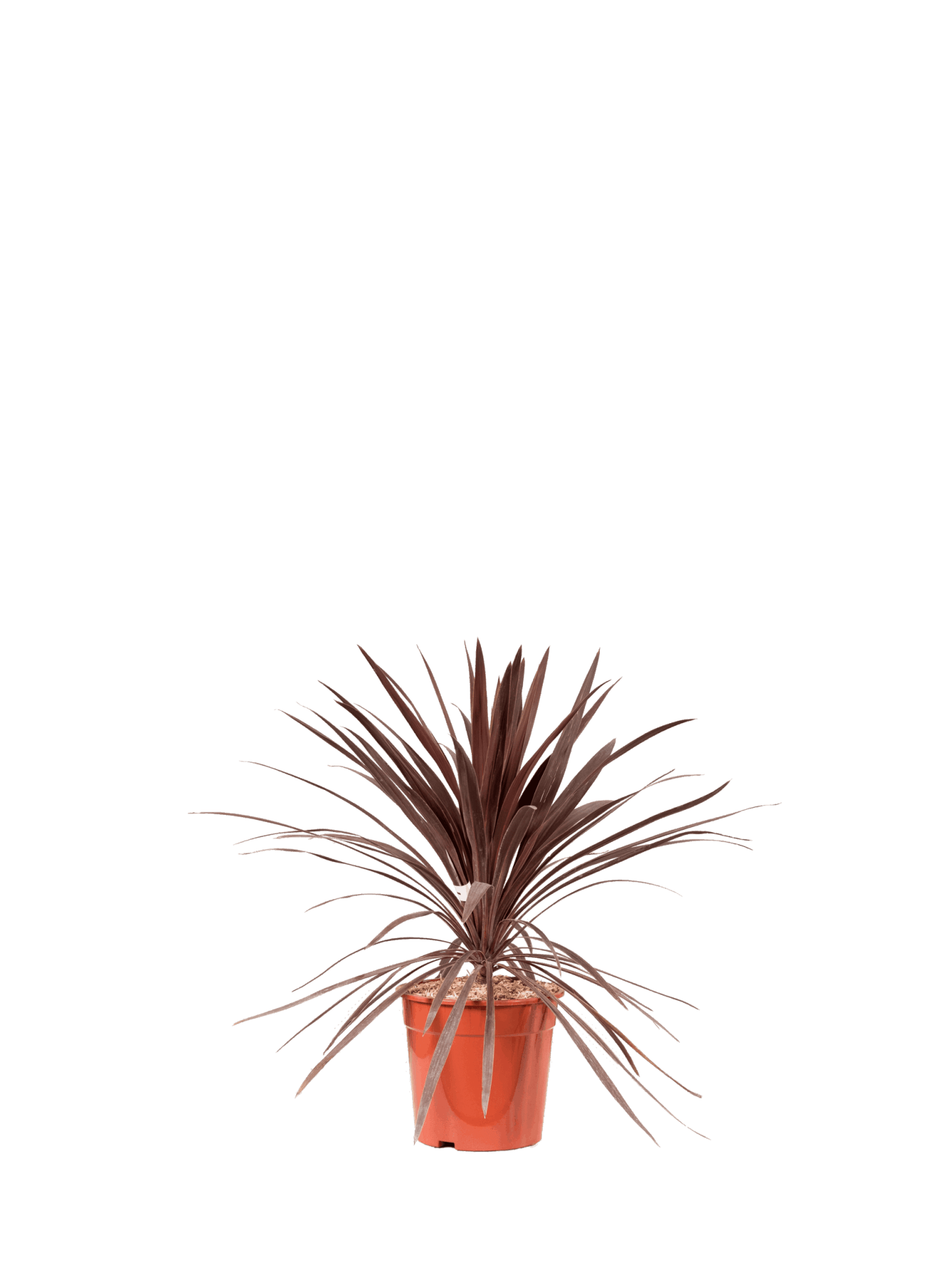 CORDYLINE AUSTRALIS “RED STAR”