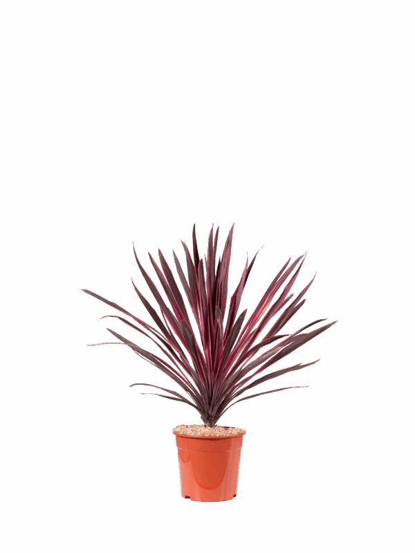 Cordyline paso doble