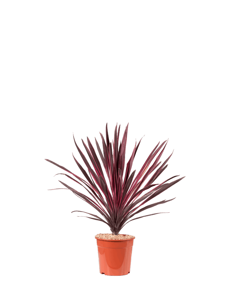 CORDYLINE PASO DOBLE