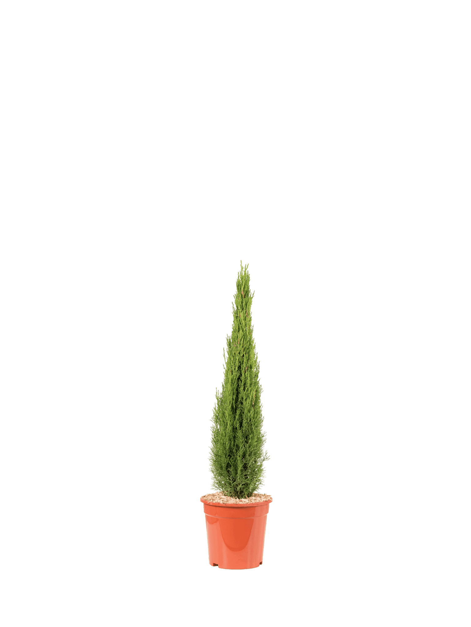 CUPRESSUS TOTEM