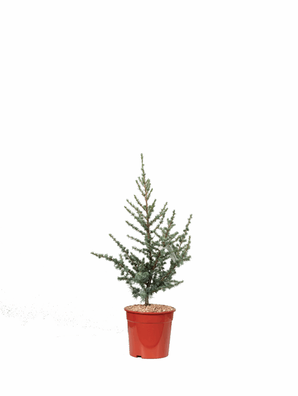 Cedrus atlantica glauca cespuglio