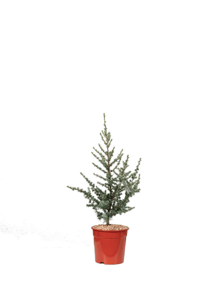 CEDRUS ATLANTICA “GLAUCA”