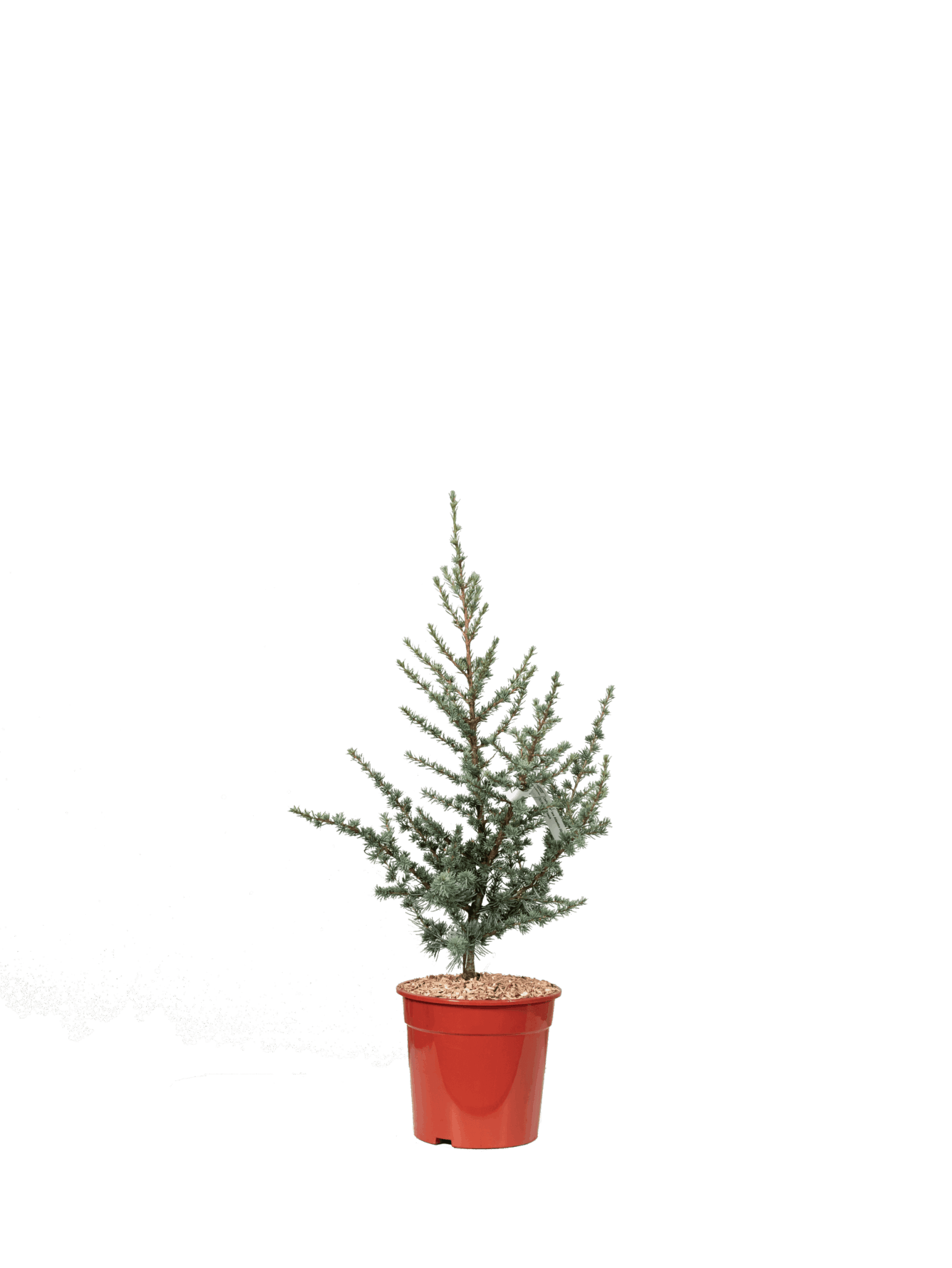 CEDRUS ATLANTICA “GLAUCA”