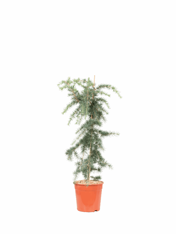 Cedrus deodara pendula cespuglio