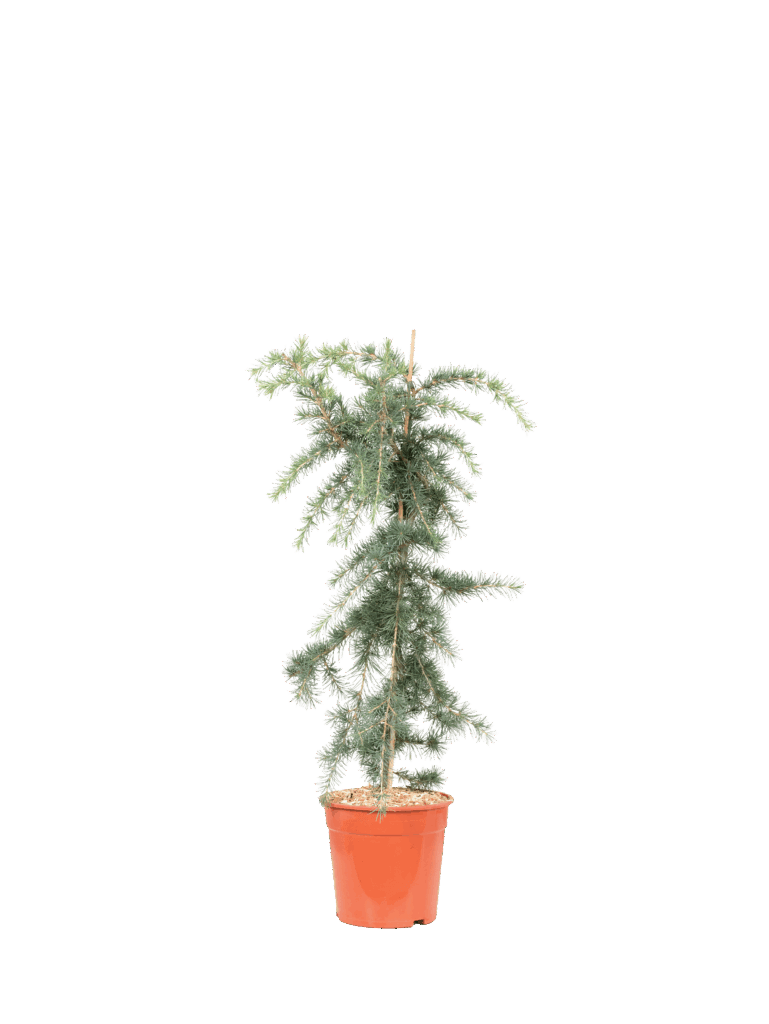 CEDRUS DEODARA PENDULA