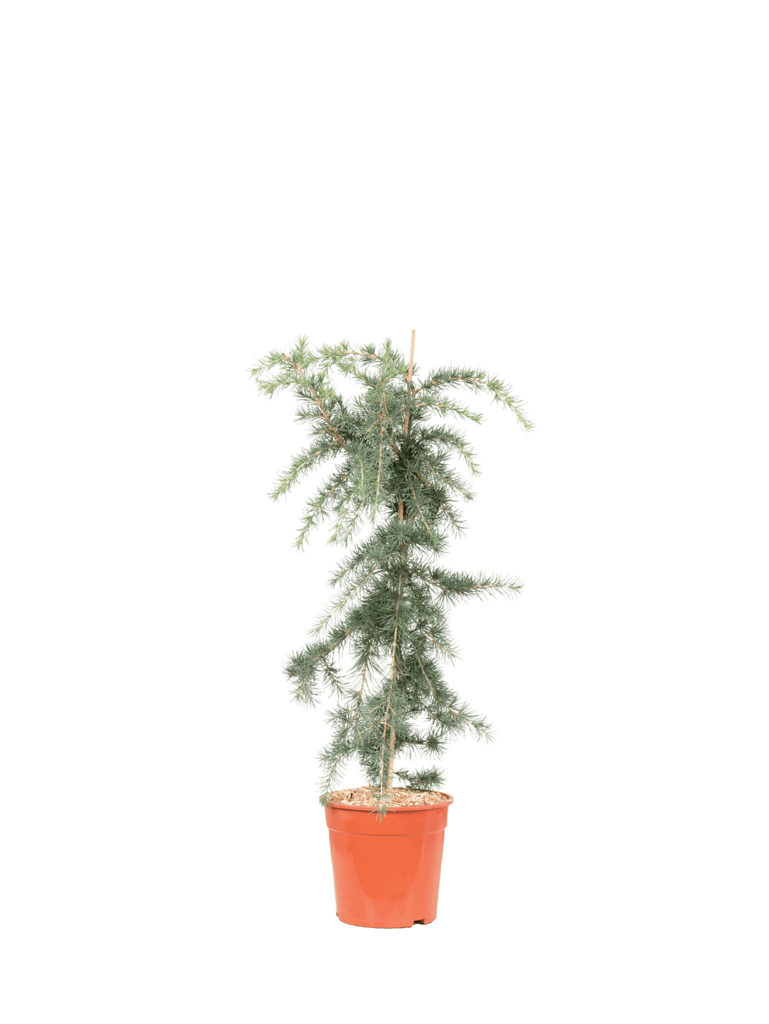 CEDRUS DEODARA PENDULA