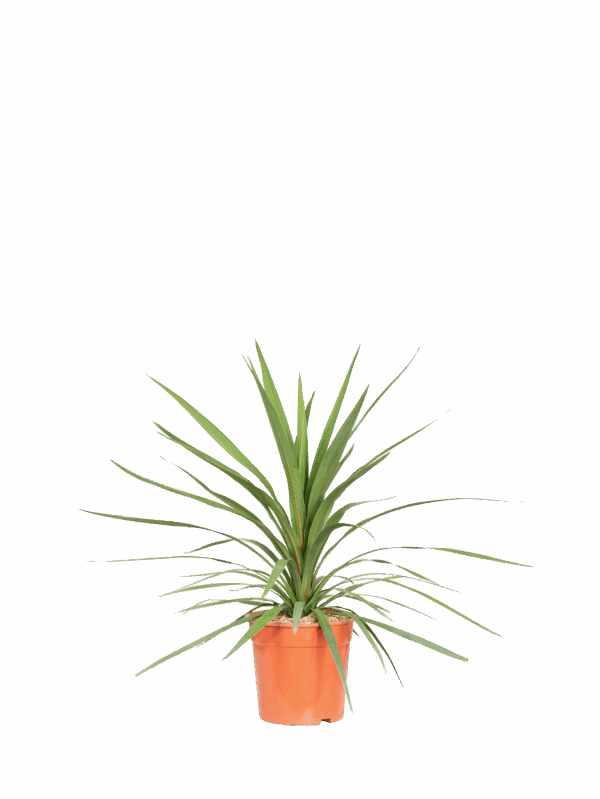 Cordyline australis peko cespuglio
