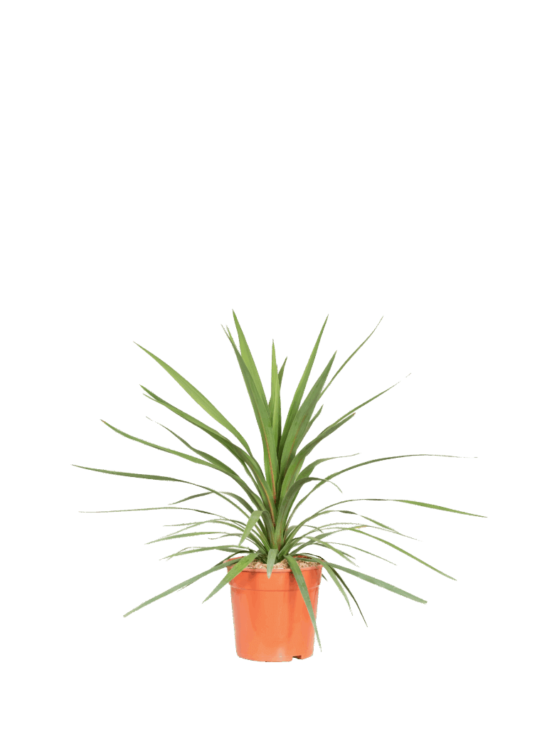 CORDYLINE AUSTRALIS “PEKO”