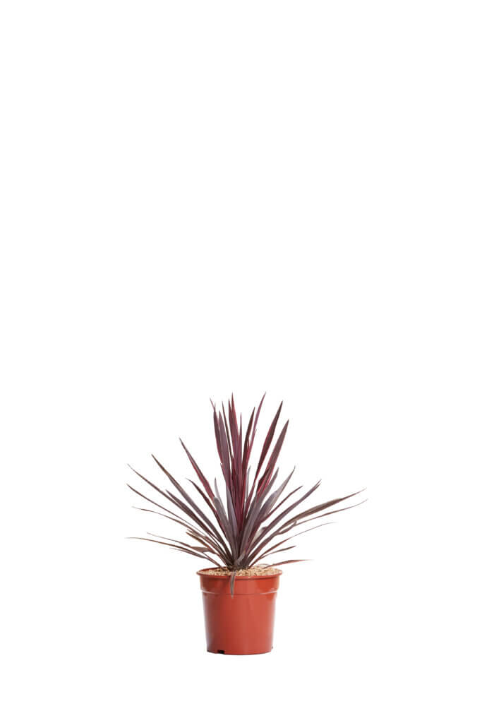 CORDYLINE AUSTRALIS “RED STAR”