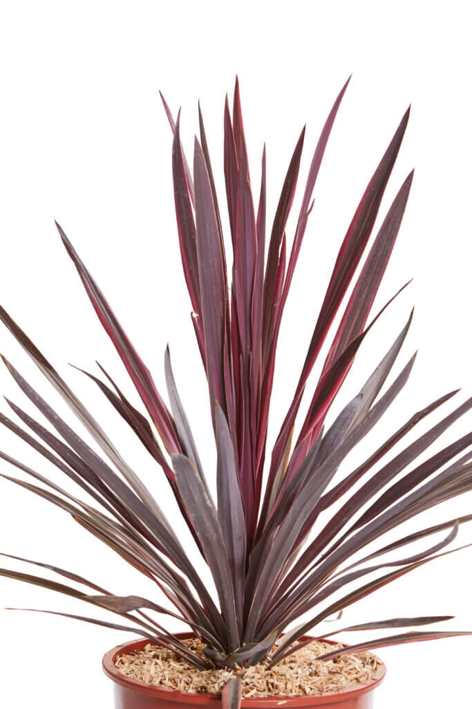 CORDYLINE AUSTRALIS “RED STAR”