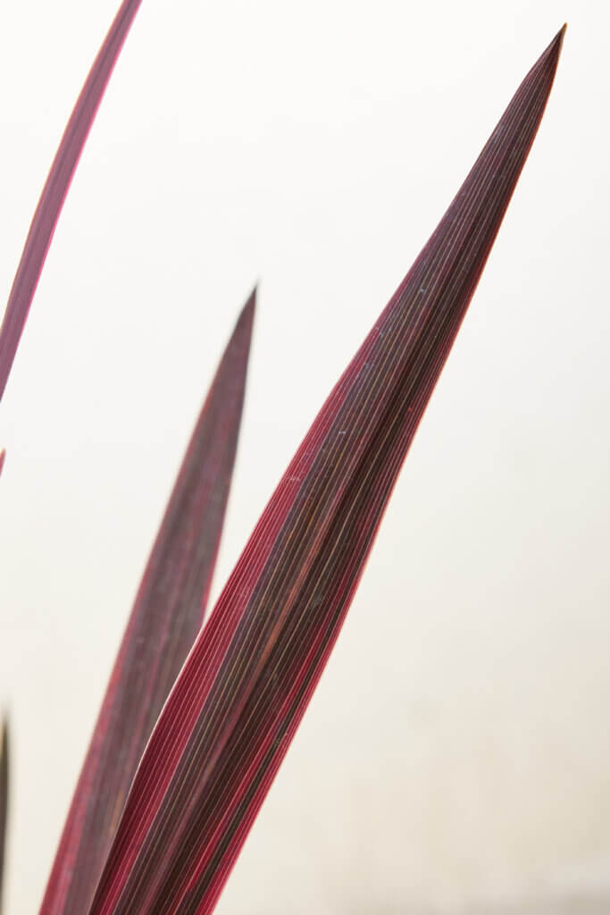 CORDYLINE AUSTRALIS “RED STAR”
