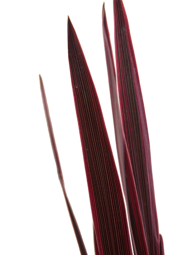 CORDYLINE AUSTRALIS “RED STAR”