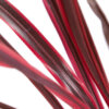 Cordyline southern splendor