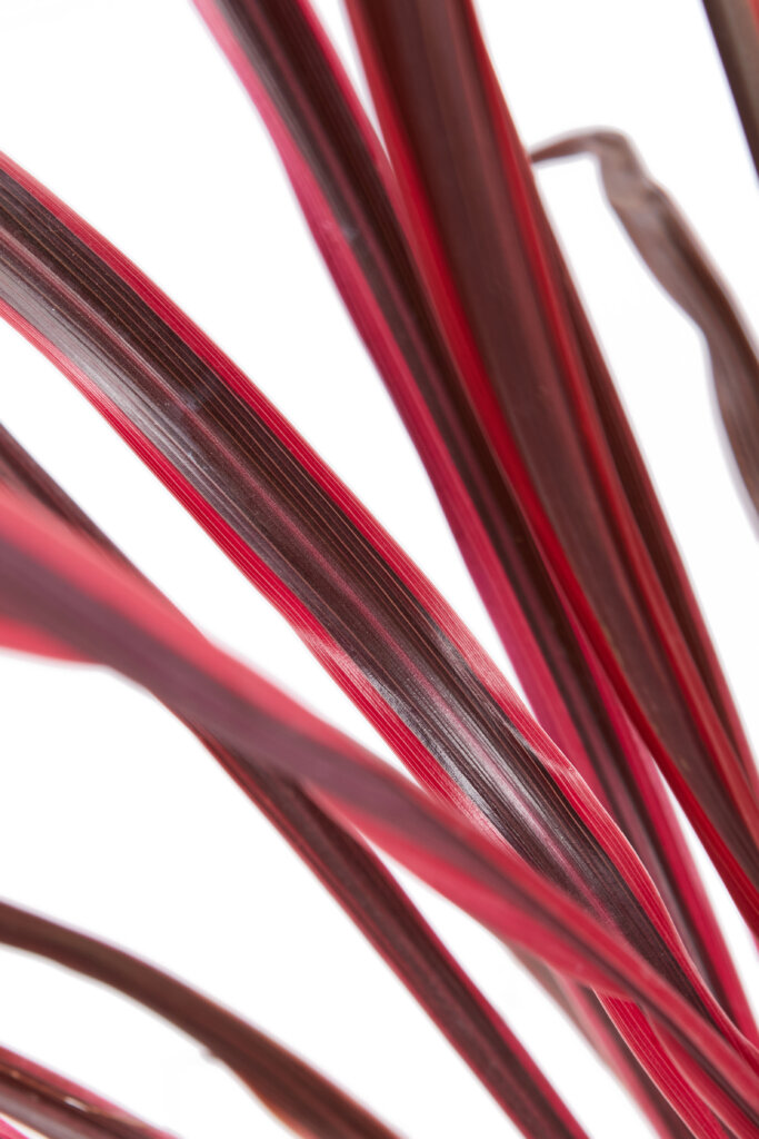 CORDYLINE SOUTHERN SPLENDOR