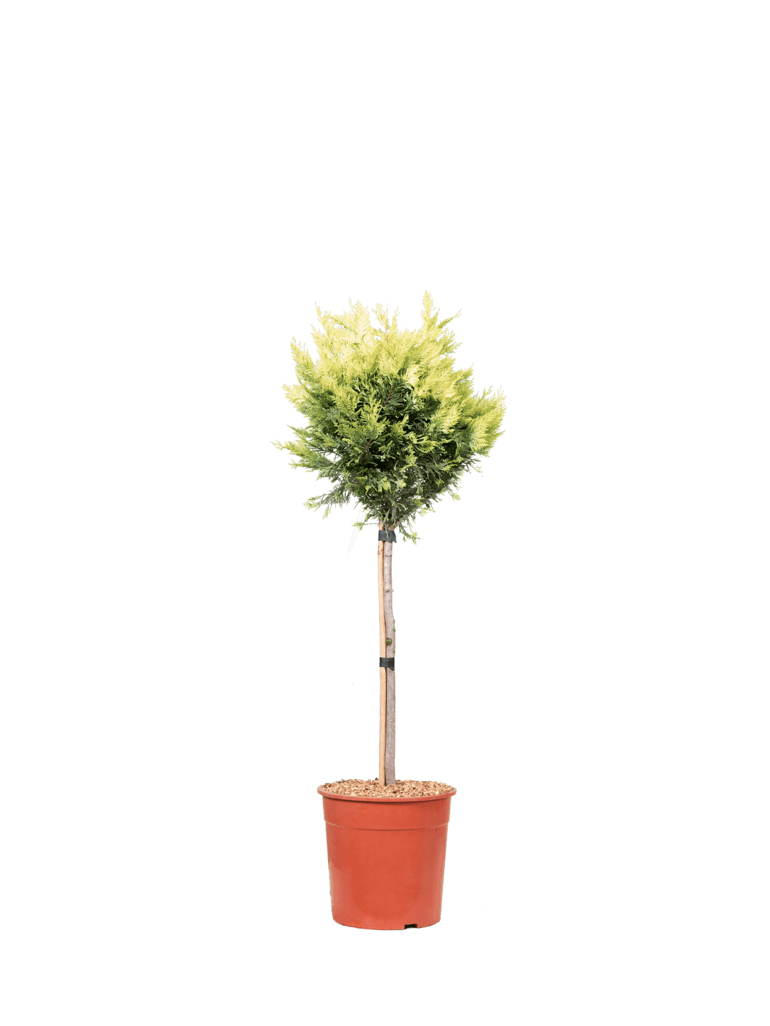 XCUPRESSOCYPARIS LEYLANDII GOLD RIDER