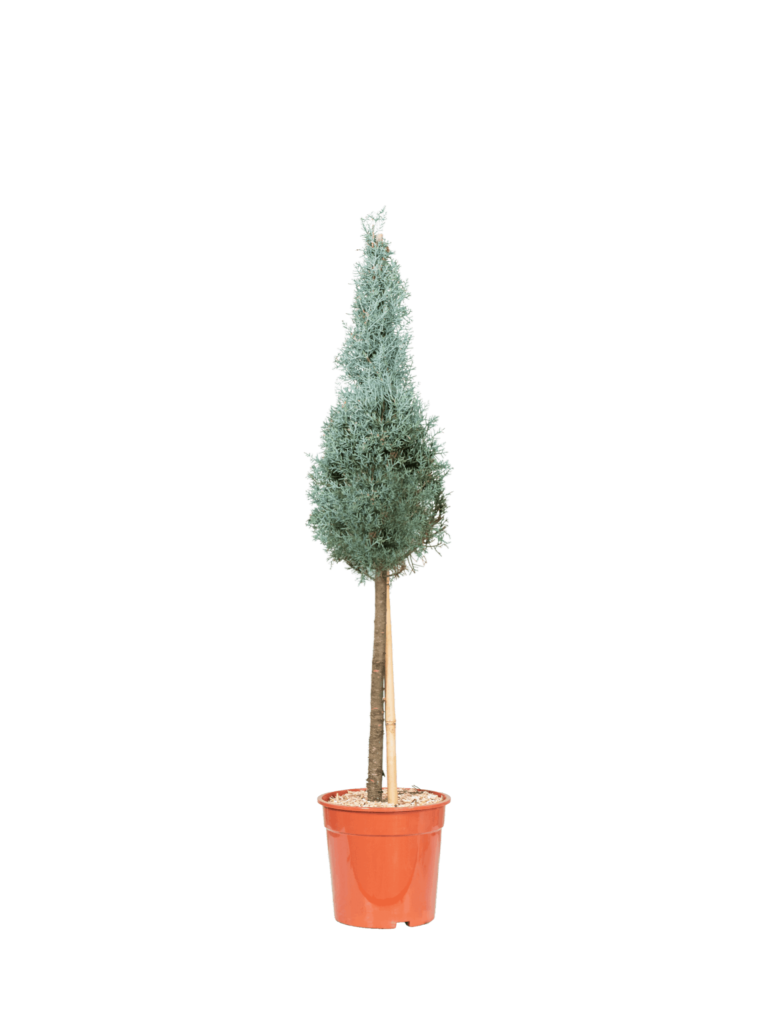 CUPRESSUS ARIZONICA FASTIGIATA