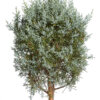 cupressus arizzonica fastigata