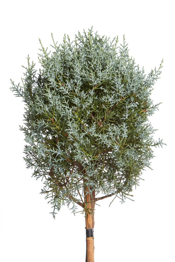 CUPRESSUS ARIZONICA FASTIGIATA
