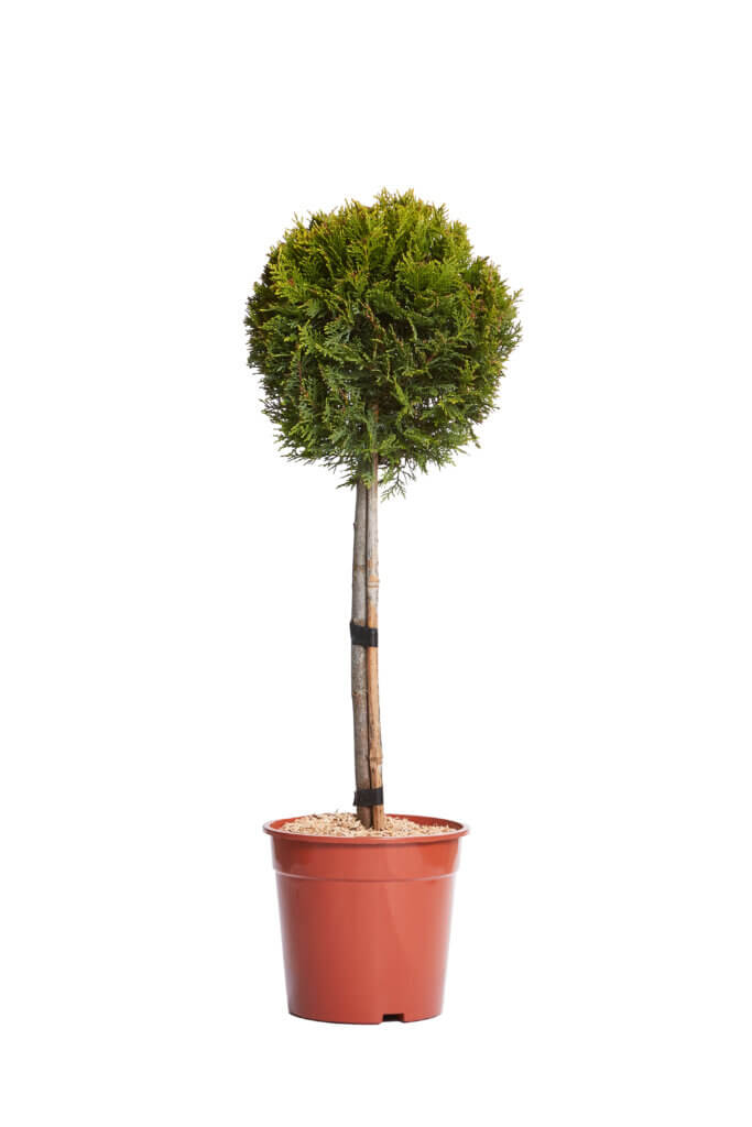 XCUPRESSOCYPARIS LEYLANDII