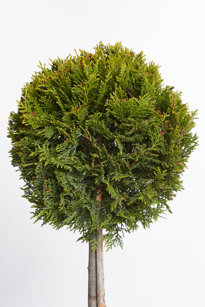 XCUPRESSOCYPARIS LEYLANDII CASTLEWELLAN GOLD