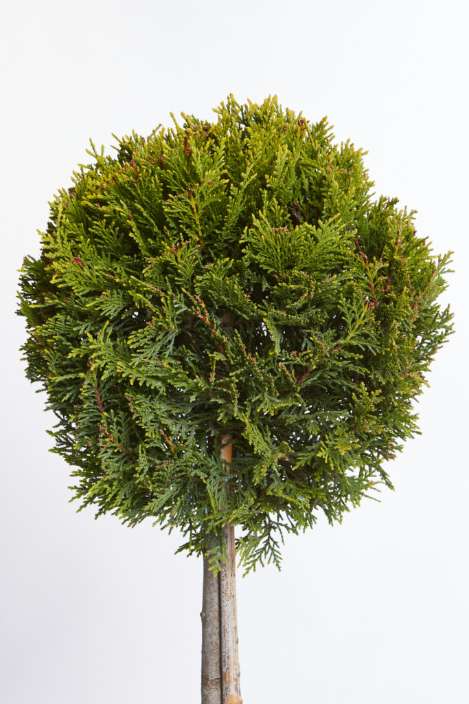 XCUPRESSOCYPARIS LEYLANDII CASTLEWELLAN GOLD