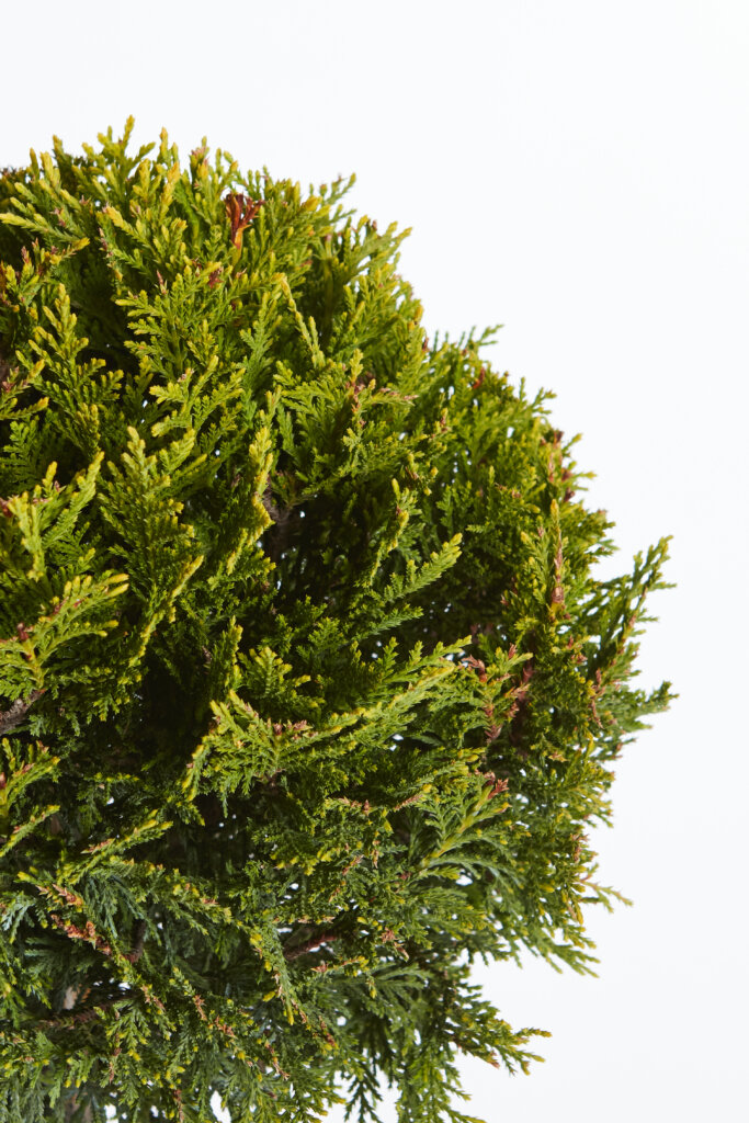 XCUPRESSOCYPARIS LEYLANDII CASTLEWELLAN GOLD
