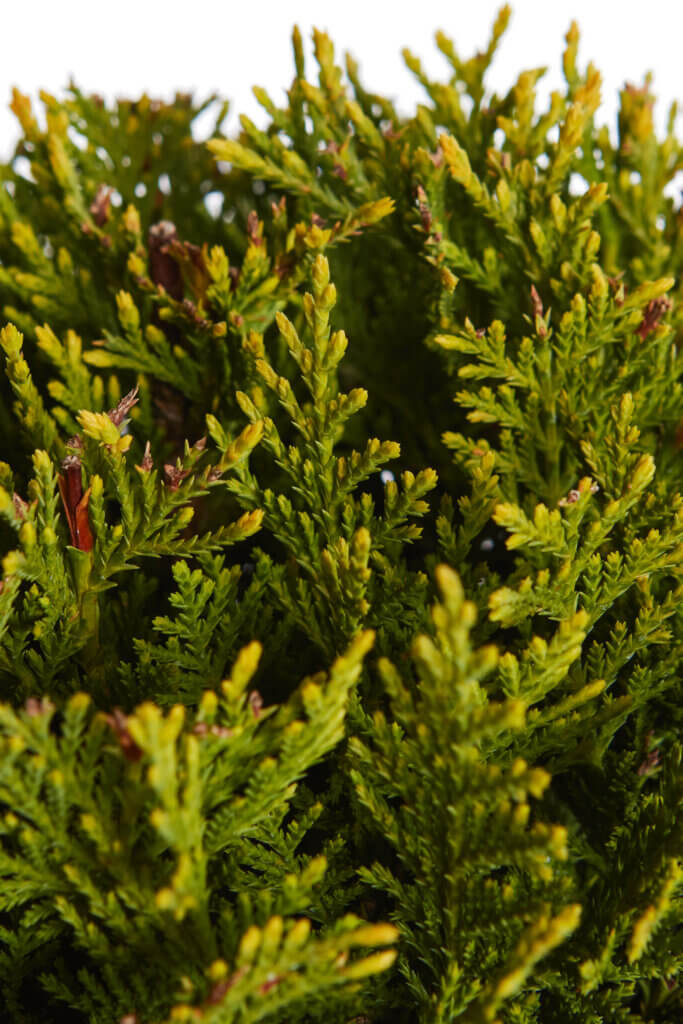 XCUPRESSOCYPARIS LEYLANDII CASTLEWELLAN GOLD