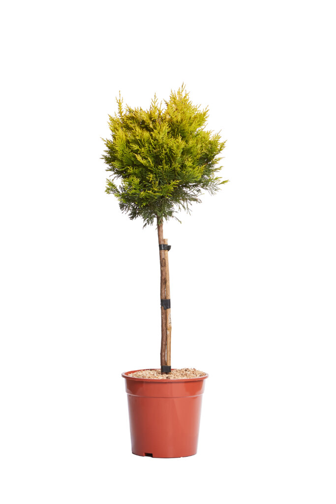 XCUPRESSOCYPARIS LEYLANDII GOLD RIDER