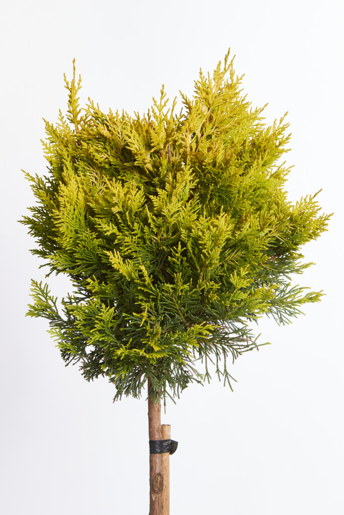 XCUPRESSOCYPARIS LEYLANDII GOLD RIDER