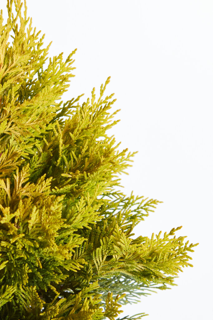 XCUPRESSOCYPARIS LEYLANDII GOLD RIDER