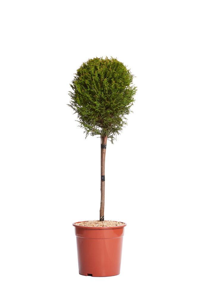 XCUPRESSOCYPARIS LEYLANDII PYRAMIDALIS “AUREA”