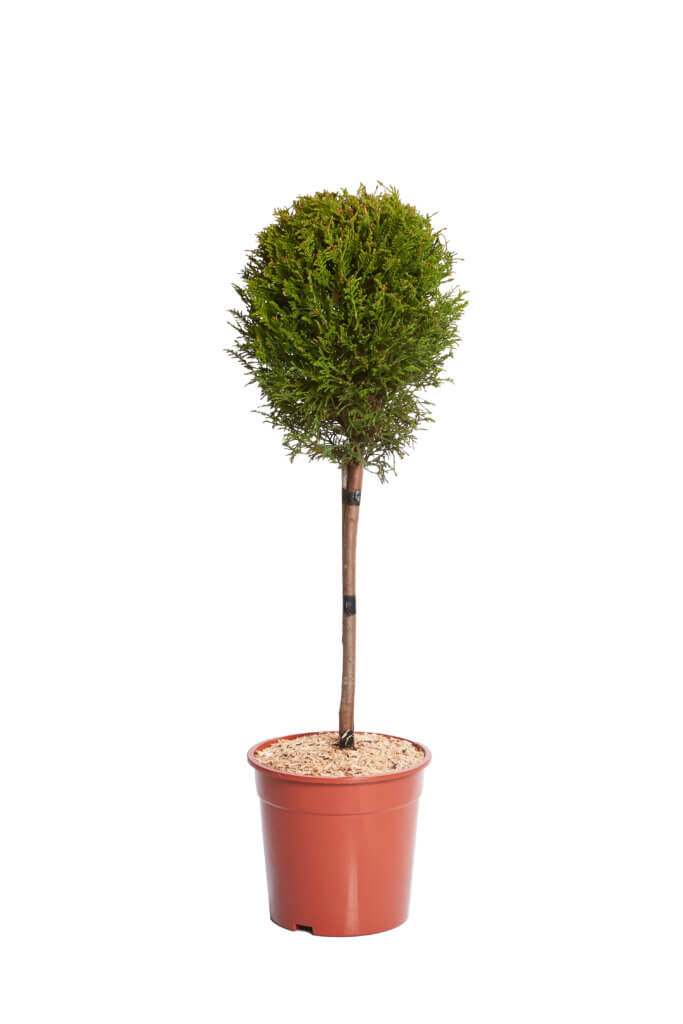 XCUPRESSOCYPARIS LEYLANDII
