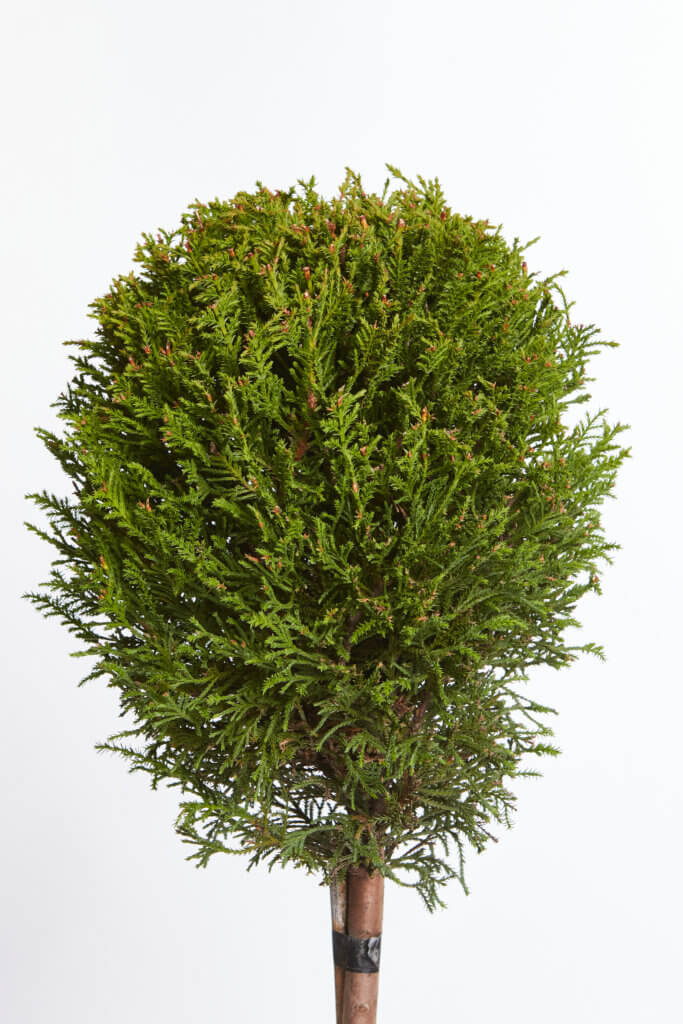 XCUPRESSOCYPARIS LEYLANDII
