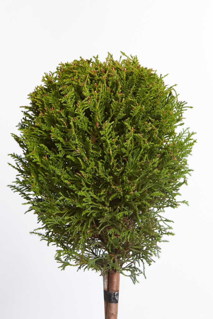 XCUPRESSOCYPARIS LEYLANDII PYRAMIDALIS “AUREA”
