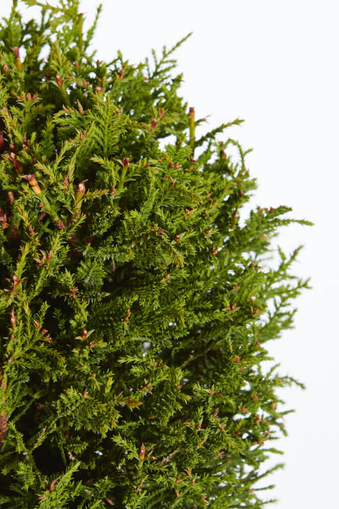 XCUPRESSOCYPARIS LEYLANDII