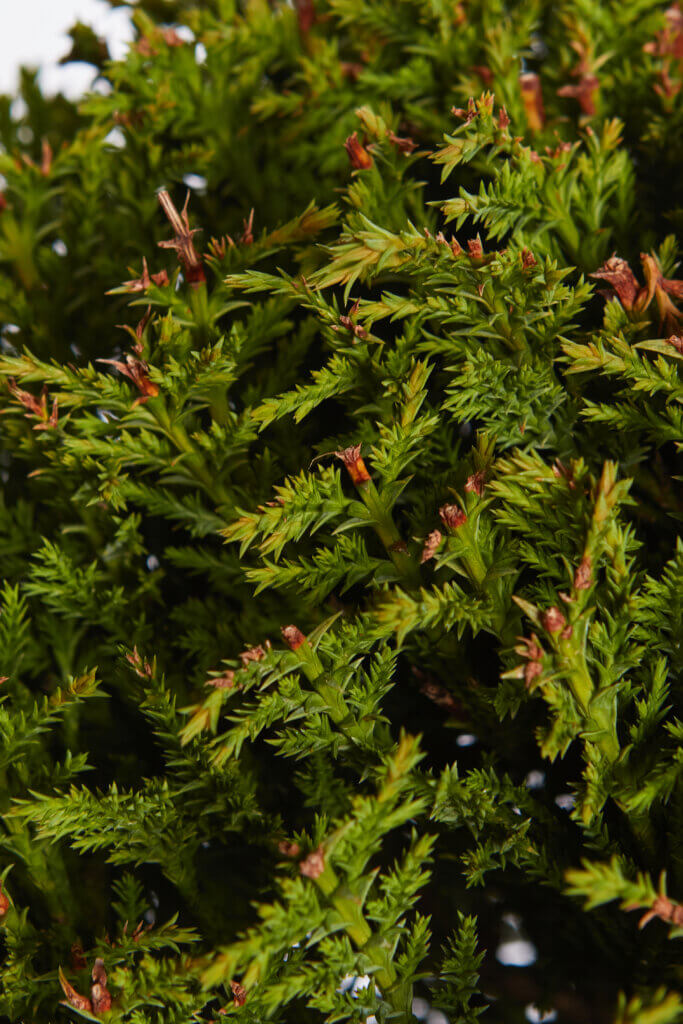 XCUPRESSOCYPARIS LEYLANDII